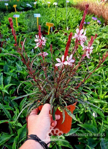 GAURA LINDHEIMERI - GRACEFUL LIGHT PINK