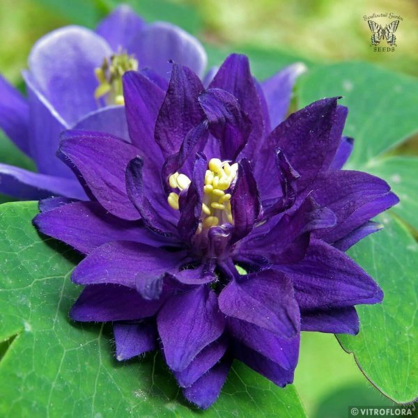 ORLÍČEK - AQUILEGIA VULGARIS BLUE BARLOW
