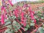 KAPSKÁ FUCHSIE - PHYGELIUS CAP. CANDY DROPS RED