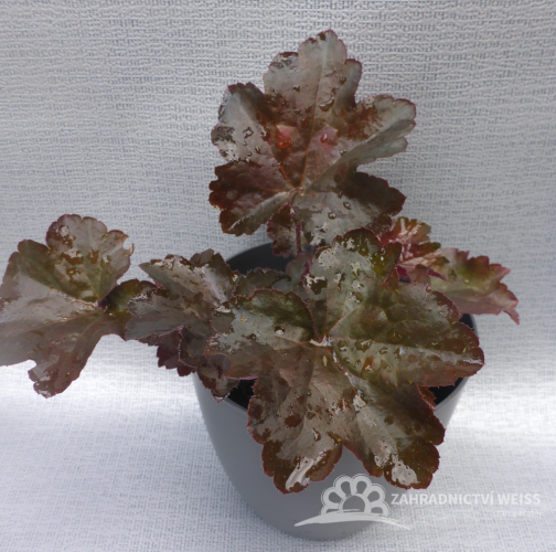 HEUCHERA - DLUŽICHA - "PALACE PURPLE"