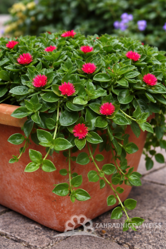 APTENIE CORDIFOLIA - MEZOO ZELENÉ