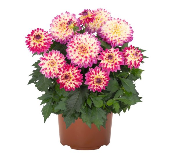 JIŘÍNA – DAHLIA HYPNOTICA TROPICAL BREESE