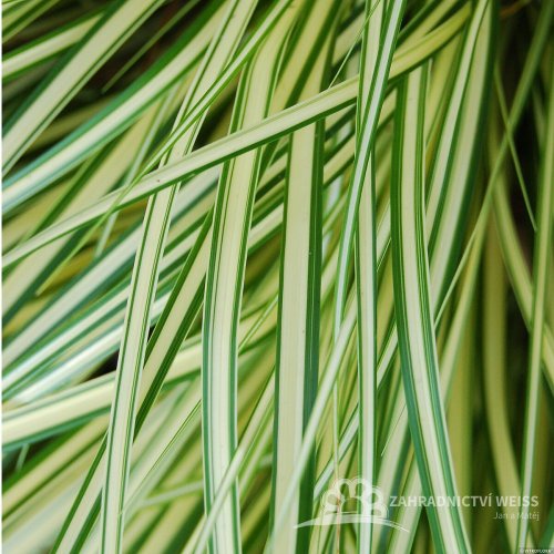 CAREX OSHIMENSIS EVERGOLD