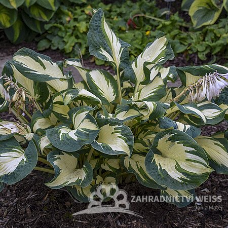 HOSTA MEDIUM HANS