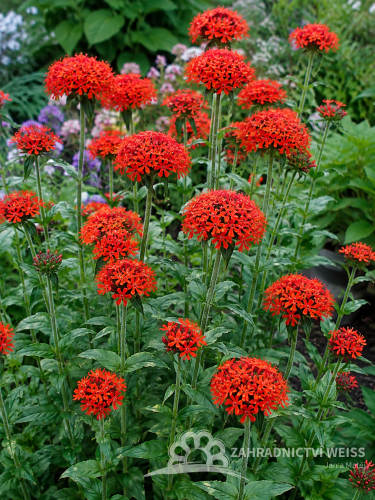 KOHOUTEK PLAMENY ČERVENÝ – LYCHNIS CHALCEDONICA RED