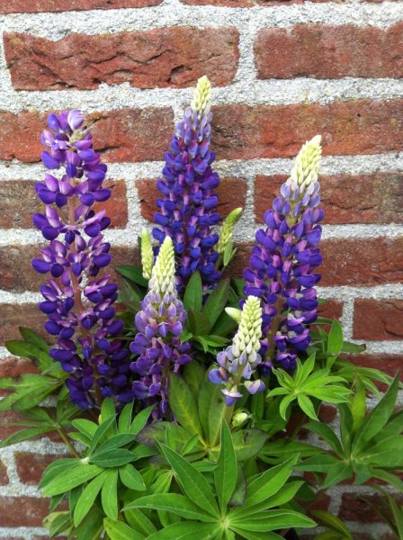 LUPINA - LUPINUS POLYPHYLLUS LEGENDARY BLUE SHADES