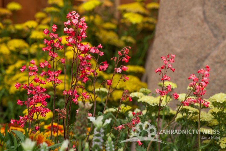 HEUCHERA CORAL FOREST