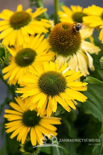 ECHINACEA HYBR. YELLOW PEARL