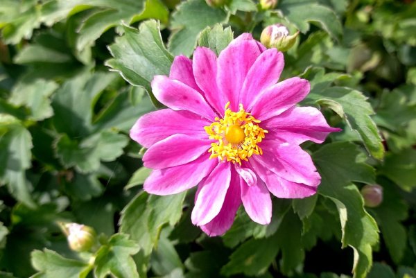 ANEMONE – LITTLE BREEZE SWEET
