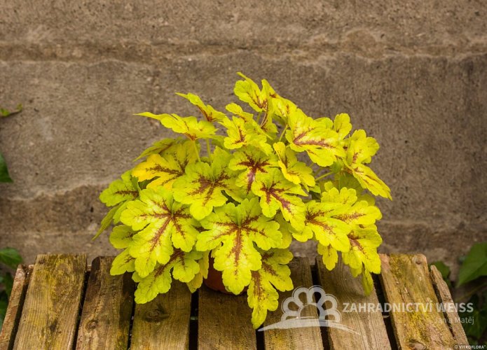 HEUCHERELLA HYB. MOJITO