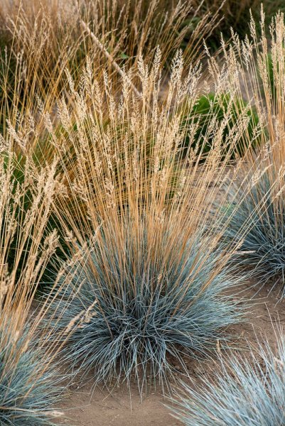 FESTUCA GLAUCA AZURIT