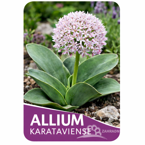 OKRASNÝ ČESNEK - ALLIUM KARATAVIENSE