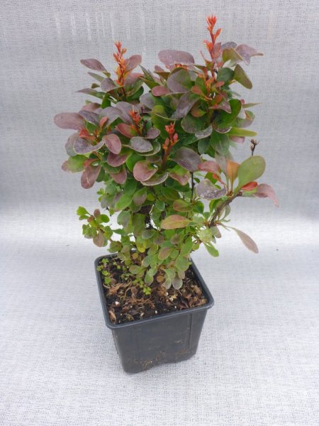 BERBERIS