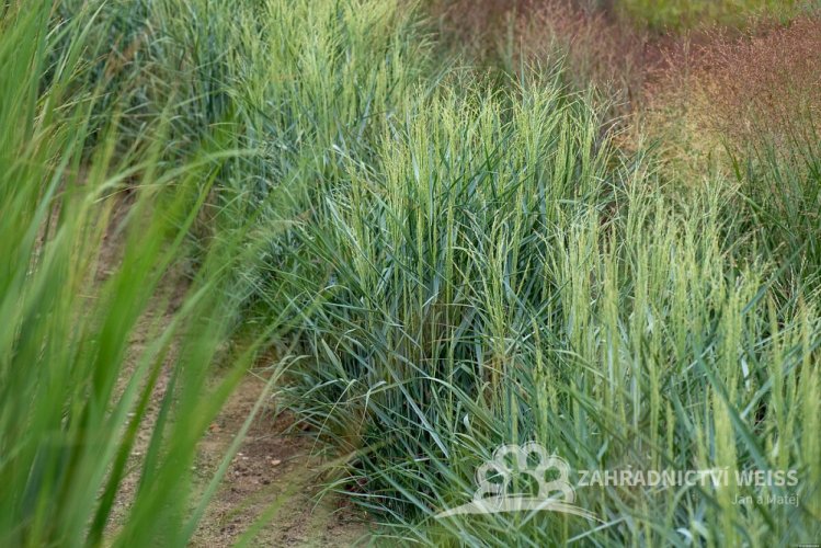 PROSO PRUTNATÉ - PANICUM VIRGATUM PRAIRIE SKY