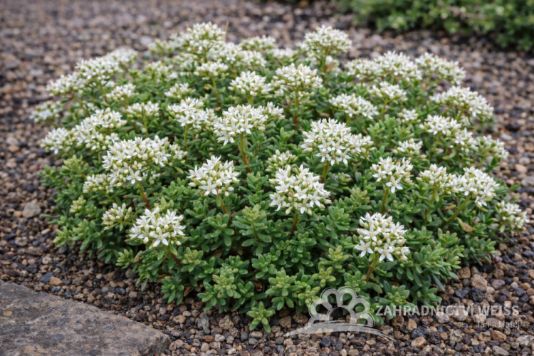 SEDUM ALBUM