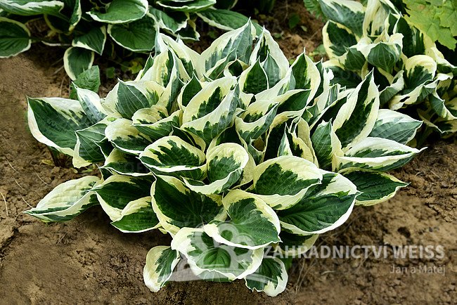 HOSTA HYB. MINUTEMAN