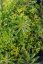 SEDUM FLORIFERUM