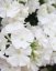 PHLOX PANICULATA FLAME PRO WHITE ®