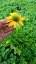 ECHINACEA PURPUREA  MELLOW YELLOWS