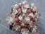 SEDUM SPATHULIFOLIUM - PURPUREUM