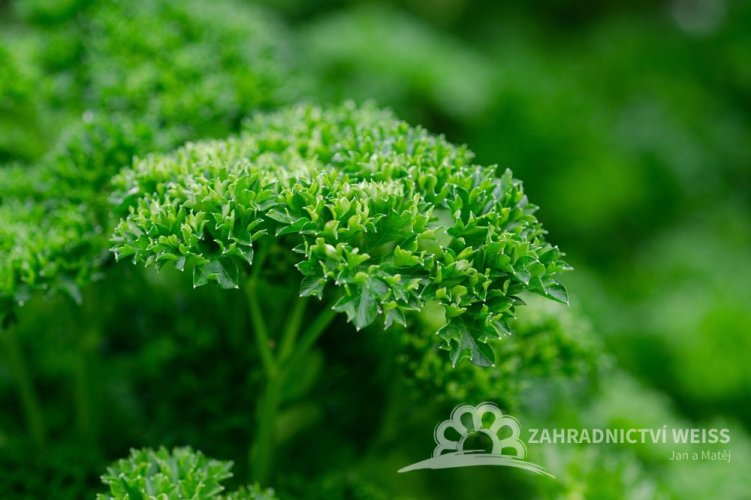 PETRŽEL KADEŘAVÁ