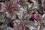 HEUCHERA WORLD CAFFE CORRETTO
