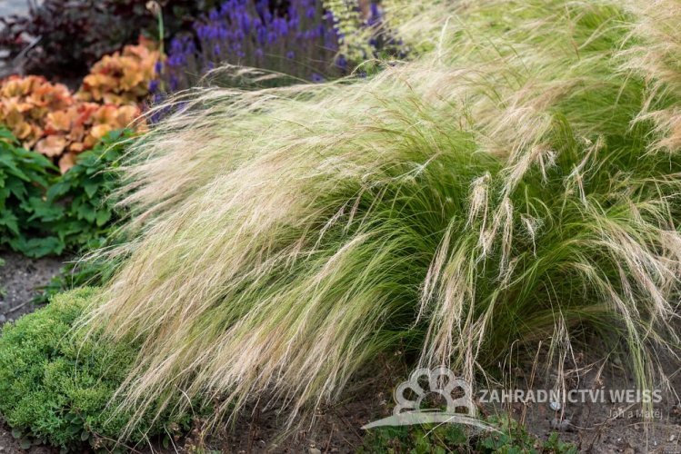 KAVYL PEŘOVITÝ - "STIPA PONYTAILS"