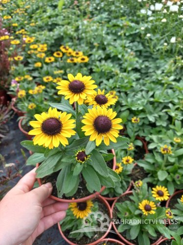 RUDBECKIA X HYBR. LITTLEBECKIA YELLOW