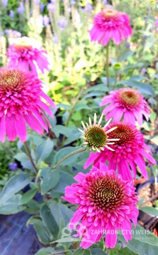 TŘAPATKA - ECHINACEA "SECRET AFFAIR"