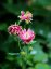 ORLÍČEK OBECNÝ PLNÝ – AQUILEGIA VUL. NORA BARLOW“