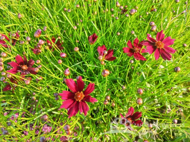 KRÁSNOOČKO  - COREOPSIS CHERRY PIE
