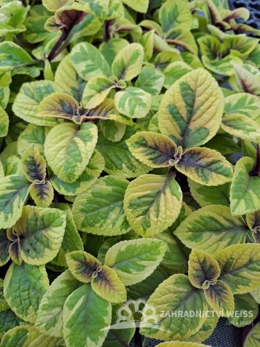 PLECTRANTHUS ŽLUTÝ