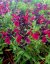 SALVIA GREGGII MIRAGE BURGUNDY