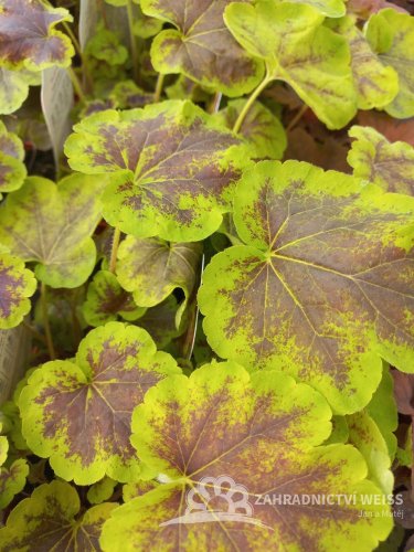 HEUCHERELLA x HYBRIDA SOLAR ECLIPSE