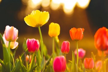Jak zasadit tulipány?
