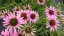 ECHINACEA FOUNTAIN LIGHT PURPLE
