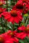 ECHINACEA SUNMAGIC FANTASTIC SCARLET