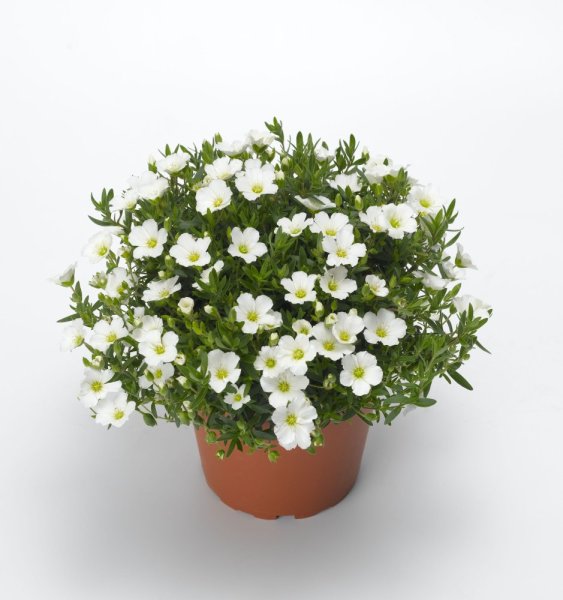 PÍSEČNICE HORSKÁ – ARENARIA MONTANA ‘SUMMER WHITE’