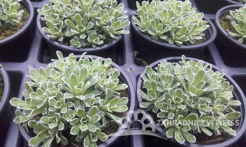 SAXIFRAGA PANICULATA - LOMIKÁMEN VŽDYŽIVÝ