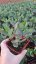 SEDUM TELEPHIUM CLOUD WALKER