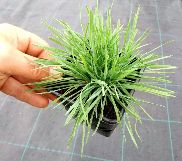 SMĚLEK SIVÝ - KOELERIA GLAUCA COOLIO