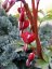 SRDCOVKA NÁDHERNÁ - DICENTRA SPECTABILIS VALENTINE