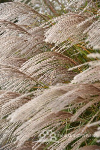 OZDOBNICE MISCANTHUS SINENSIS GRACIELLA