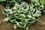 HOSTA HYB. MINUTEMAN