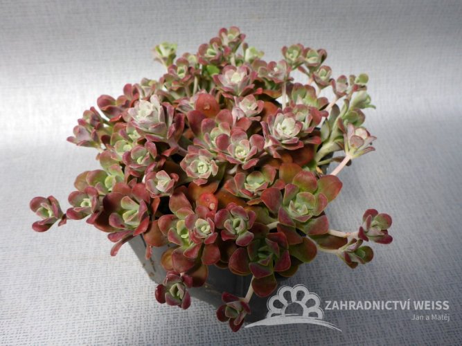 SEDUM SPATHULIFOLIUM - PURPUREUM