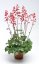 HEUCHERA CORAL FOREST