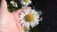KOPRETINA - LEUCANTHEMUM VULGARE MAIKÖNIGIN