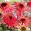 ECHINACEA PURPUREA RASPBERRY TRUFFLE