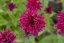 MONARDA "DIDYMA FIREBALL"