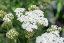 ACHILLEA MILLEFOLIUM SCHNEETALER